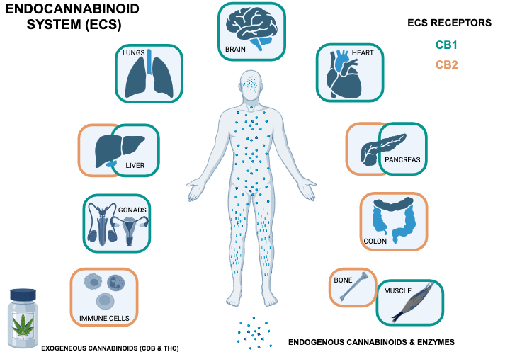 A schematic representation of the ECS